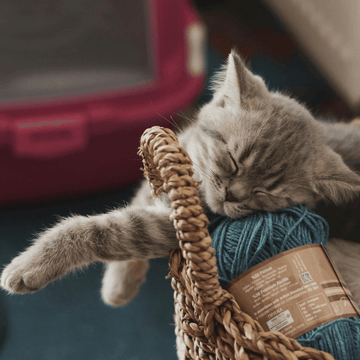 Mindful Breaks